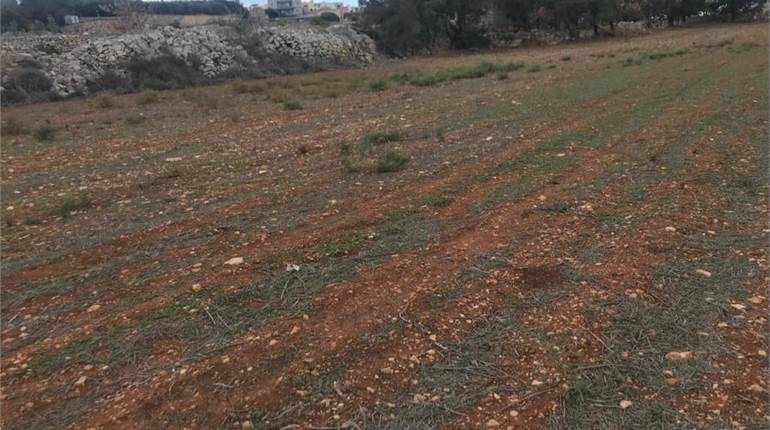 Agricultural Field for sale in Zejtun