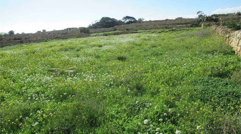 Zurrieq - 4 Tumoli field with room and well 