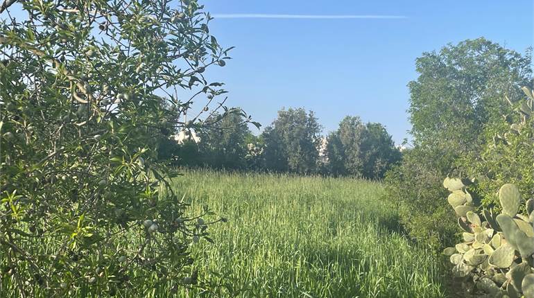 Ghaxaq - 3740 sqm Agricultural Field+Room+Gibja