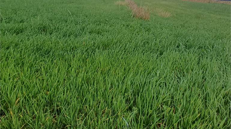 Zebbug - 5 Tumoli Field 