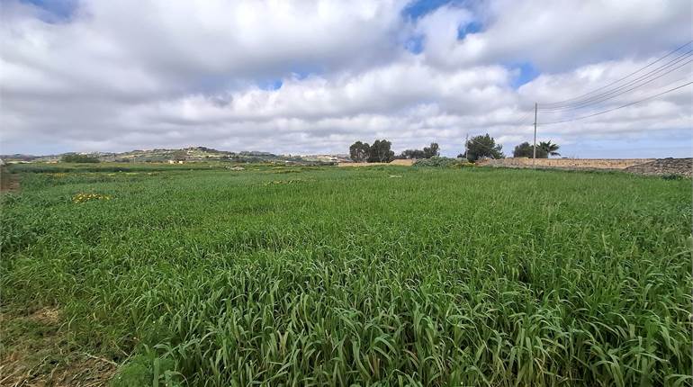 Siggiewi - 3 Parcels of Agricultrual Fields + Half Ownership of a Tool Room