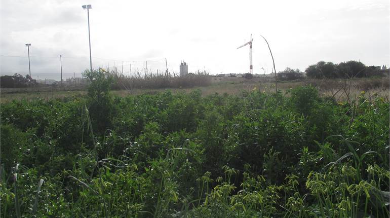 Zurrieq - 800Sqm Field